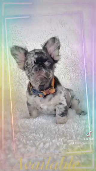 Chip, Chocolate Tan Merle Fluffy in Fort Lauderdale, Florida