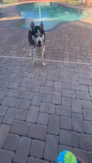 Pure Breed Husky in Orlando, Florida