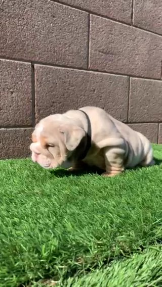English Bulldog in Los Angeles, California