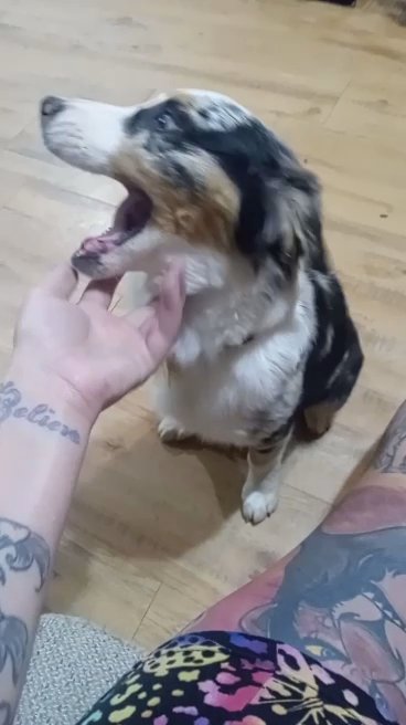 Mini Aussie in Paragould, Arkansas