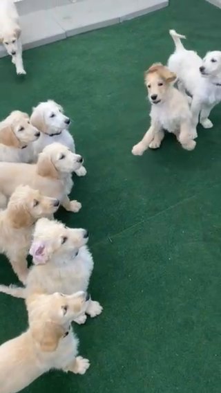 GoldenDoodles in Tulsa, Oklahoma