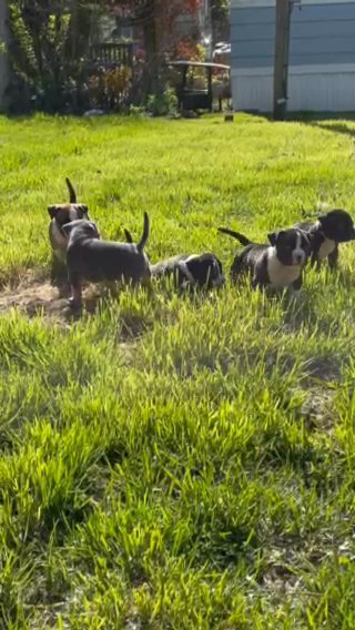 Puppies For Sell in Worth, Illinois