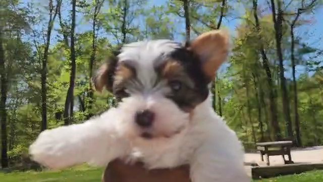 Lana AKC on hold in Washington, District of Columbia