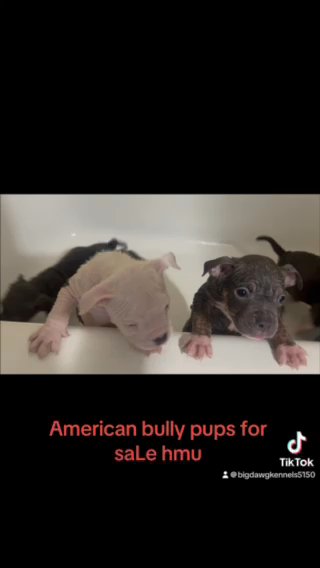 American Bully Puppies For Sale in Orange, Texas