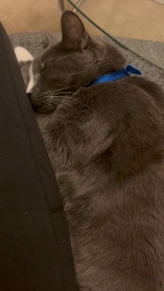 rehoming my sweet cat in Pearland, Texas