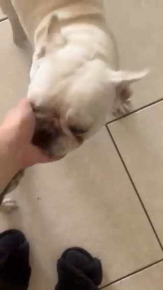 Adult French Bulldog in Orlando, Florida