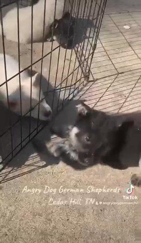AKC Dark Sable German Shepherd Puppy in Nashville, Tennessee