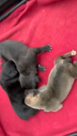 Adorable Cane Corso Puppies- Jedi in Spring Lake, North Carolina