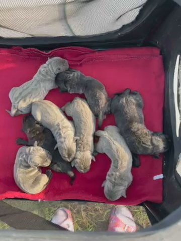 Cane Corso Puppies - Luna in Spring Lake, North Carolina