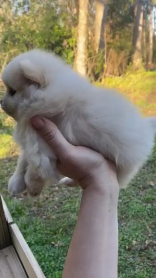 Pomeranian in Wilmington, North Carolina