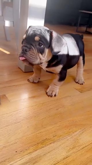 American micro Bully Pups in Chicago, Illinois