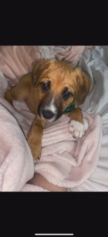 Sweet boy needs a home in Nashville, Tennessee