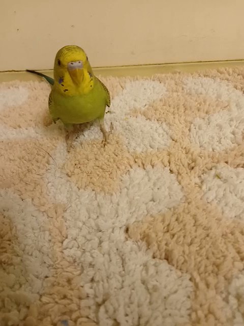 cute green parakeet for sell! in Manteca, California