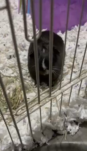 Guinea Pig in Alexandria, Virginia