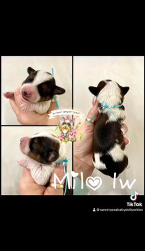Milo in Clarksville, Tennessee