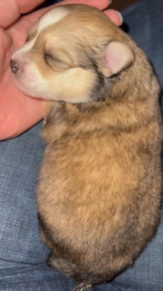 Pomsky in Vancouver, Washington
