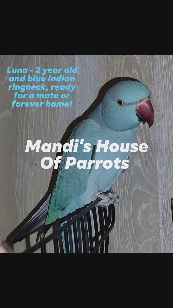 Female Indian ringneck DNA in Mobile, Alabama