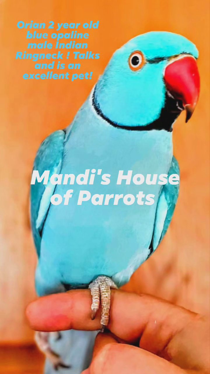 2 1/2 year old Blue opaline Male Indian ringneck in Mobile, Alabama