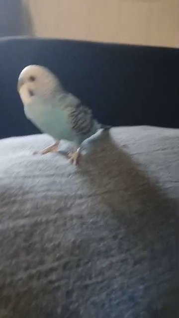 blue parakeet in Manteca, California
