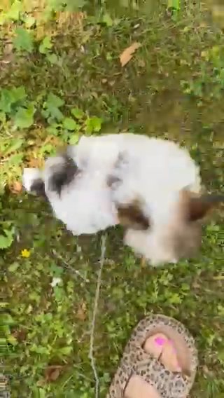 Mila in Clarksville, Tennessee