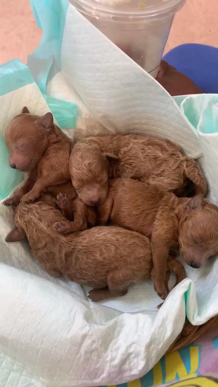 Akc Red toy poodles in Duluth, Georgia