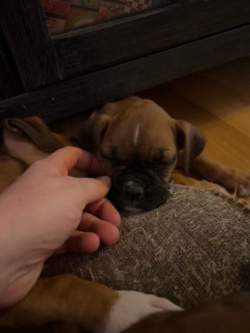 Boxer Puppies in San Antonio, Texas