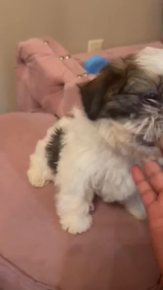 (Water) Female Shih Tzu Exotic *$150 Off mothers Day Special* in Houston, Texas