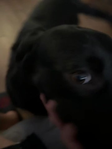 Black Lab in El Paso, Texas
