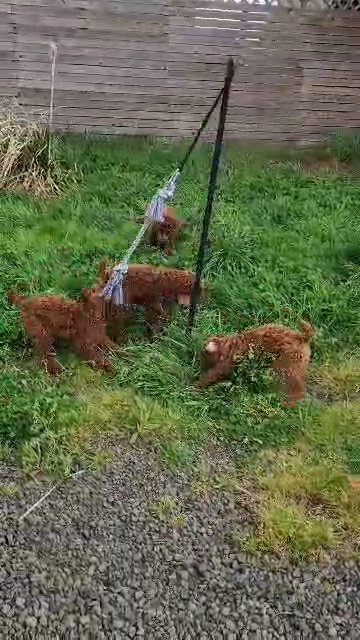 all found homes Standard Poodle Puppies in Salem, Oregon