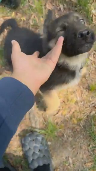 Female West German Showline German Shepherd in Tuscaloosa, Alabama