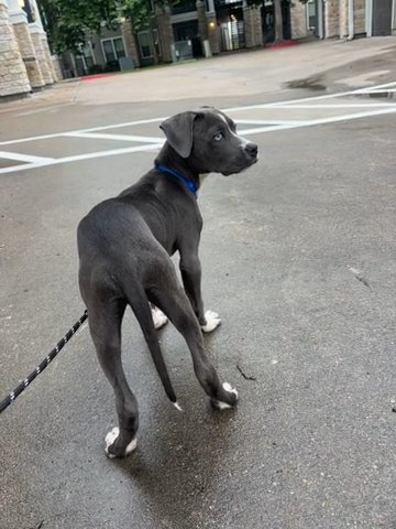 Terrrier Pitbull in Houston, Texas