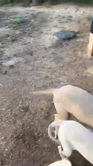 Blue Fawn ? in Henderson, Texas