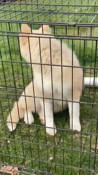 AKC Siberian Husky in Macomb, Illinois