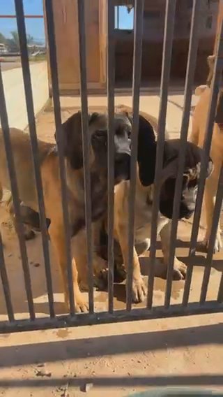 Rehoming Cane Corso Puppies in Buckeye, Arizona