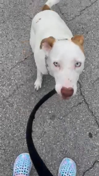 Need To Rehome My Dog  Reba in Palm Coast, Florida