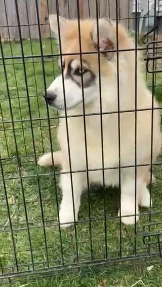 AKC Siberian Husky in Macomb, Illinois