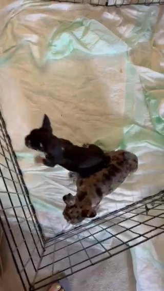 French Bulldog Puppies in Boston, Massachusetts