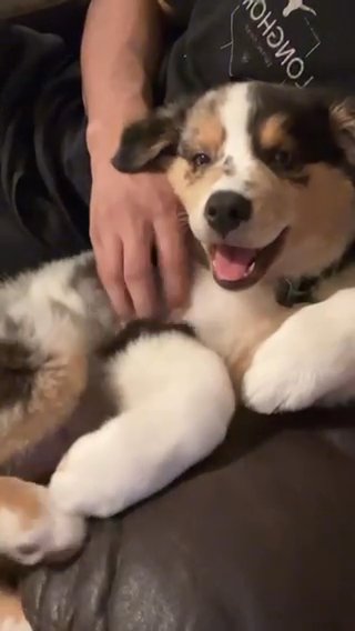 Australian Shepherd in Dallas, Texas