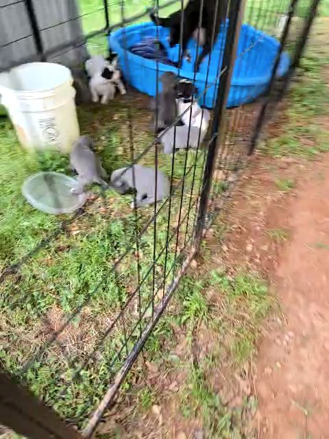pitbull puppies in Griffin, Georgia