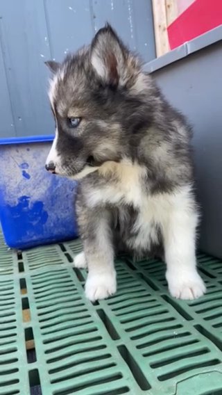 Loki in Macomb, Illinois