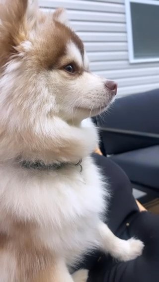 9month Male Pomsky in St. Louis, Missouri