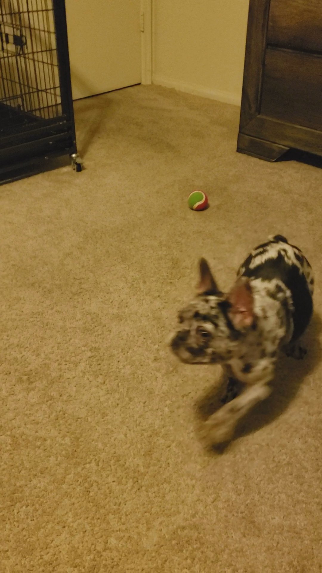 10 month old lilac Merle frinchie female carrying fluffy in Phoenix, Arizona