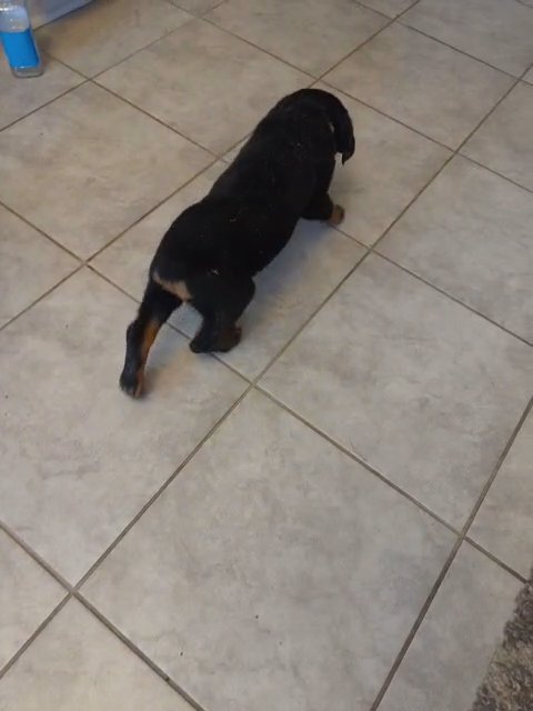female Rottweiler puppy in Temple, Texas