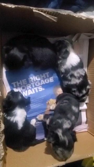 $1800  BOY CHIHUAHUAS  NYC in New York City, New York