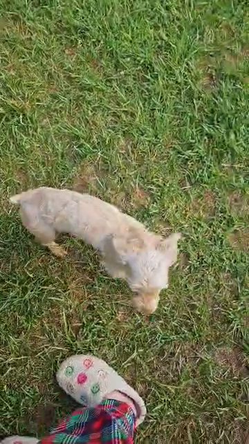 Male Yorkie in Mount Airy, North Carolina