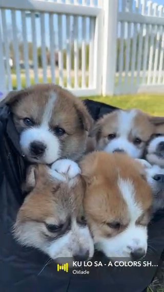 5 Week Old Japanese Akita Puppies in New York City, New York