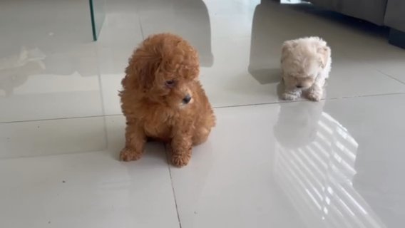 Maltipoo puppies in Houston, Texas