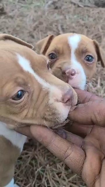 bullypits 3rd generation with papers two females left in Jacksonville, Alabama