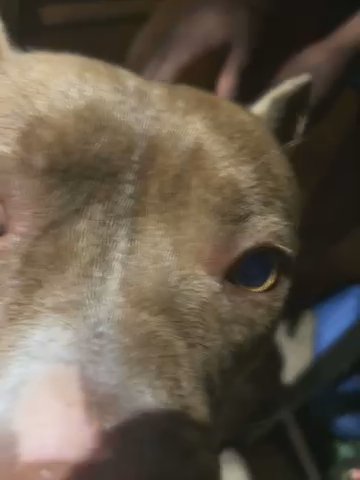 Full Blooded Pit Bull in Dallas, Texas