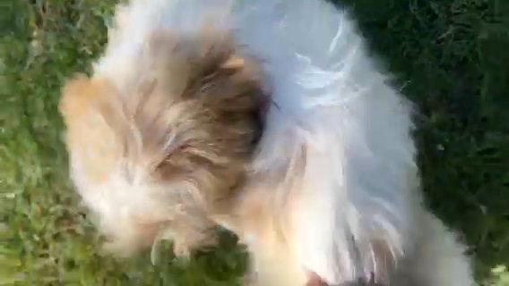 Bowser Shihtzu Puppy in Eugene, Oregon